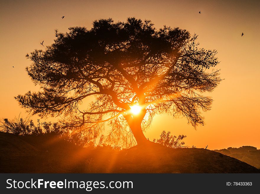 Tree At Sunrise