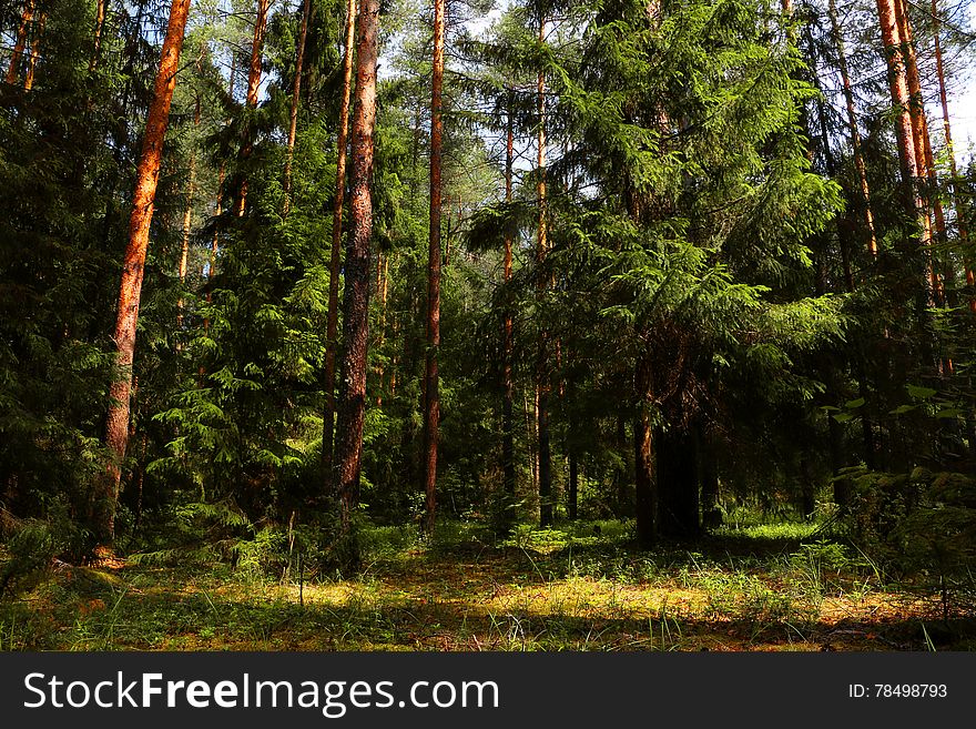 Trees in a forest in a summer day