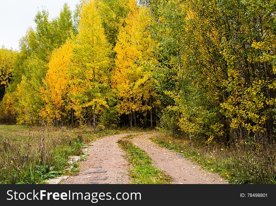 A small road in the forest in autumn day