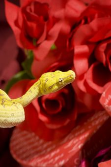 Snake In The Roses Stock Images Snake In The Roses Stock Images