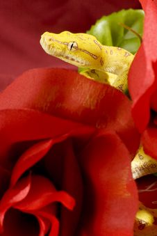 Snake In The Roses Stock Image Snake In The Roses Stock Image
