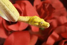 Snake In The Roses Royalty Free Stock Photo Snake In The Roses Royalty Free Stock Photo