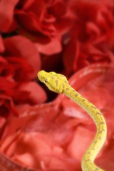 Snake In The Roses Royalty Free Stock Images Snake In The Roses Royalty Free Stock Images