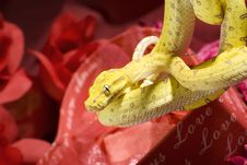 Snake In The Roses Stock Image Snake In The Roses Stock Image