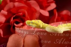 Snake In The Roses Stock Images Snake In The Roses Stock Images