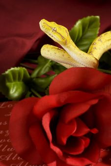 Snake In The Roses Royalty Free Stock Image Snake In The Roses Royalty Free Stock Image
