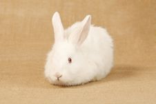 Albino Rabbit Royalty Free Stock Images