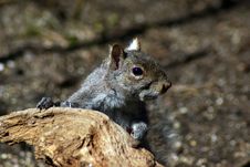Gray Squirrel Stock Image Gray Squirrel Stock Image