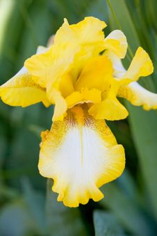 Yellow Bearded Iris Stock Photo