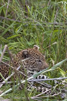 Leopard Resting Royalty Free Stock Image
