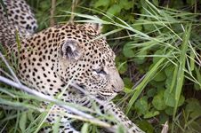 Leopard Resting Stock Photo