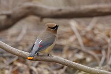 Cedar Waxwing On Branch Stock Images Cedar Waxwing On Branch Stock Images