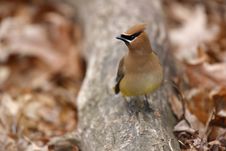 Cedar Waxwing On Log Royalty Free Stock Photography Cedar Waxwing On Log Royalty Free Stock Photography