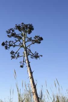 Agave, Pitera, Cactus From Mediterranean Sea Shore Stock Photo