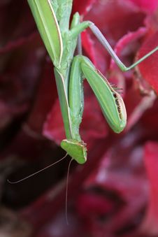 Praying Mantis (Mantis Religiosa) Royalty Free Stock Photography Praying Mantis (Mantis Religiosa) Royalty Free Stock Photography