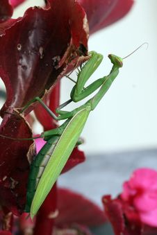 Praying Mantis (Mantis Religiosa) Stock Image