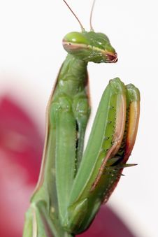 Praying Mantis (Mantis Religiosa) Stock Photos Praying Mantis (Mantis Religiosa) Stock Photos