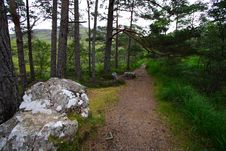 Forest Landscape Stock Image Forest Landscape Stock Image