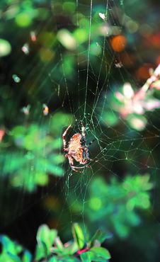 Small Spider In Spider-web With Forest Woods Royalty Free Stock Images Small Spider In Spider-web With Forest Woods Royalty Free Stock Images