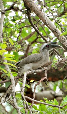 Hornbill Stock Images