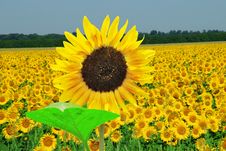 Sunflower Field Royalty Free Stock Image