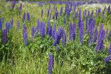 Field Of Purple Lupine Flowers Royalty Free Stock Photography Field Of Purple Lupine Flowers Royalty Free Stock Photography