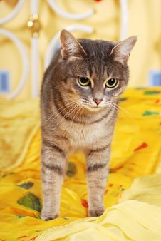 Cat At The Bedroom Royalty Free Stock Images Cat At The Bedroom Royalty Free Stock Images