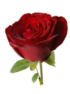 Rose With Water Drop Stock Photos Rose With Water Drop Stock Photos
