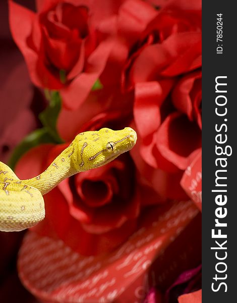 Yellow snake over a red roses. Yellow snake over a red roses