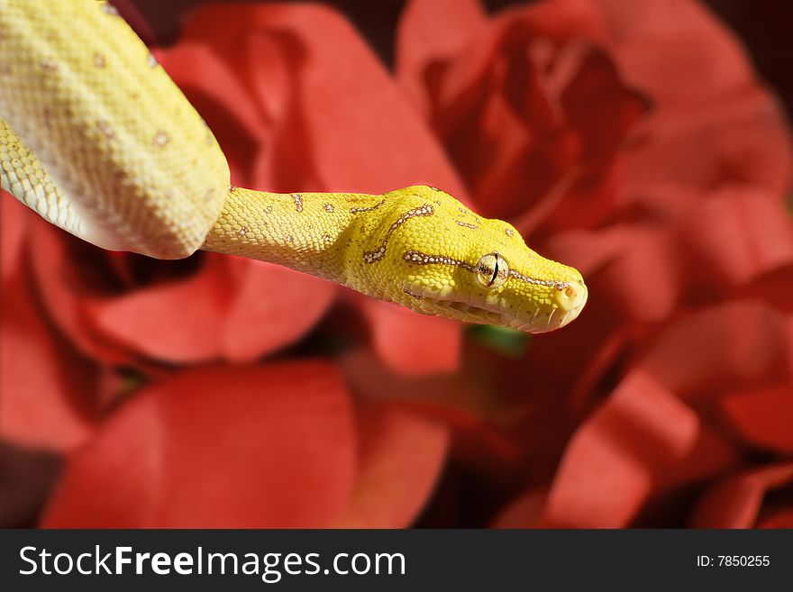 Yellow snake over a red roses. Yellow snake over a red roses