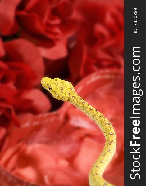 Yellow snake over a red roses. Yellow snake over a red roses