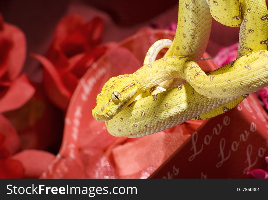 Yellow snake over a red roses. Yellow snake over a red roses