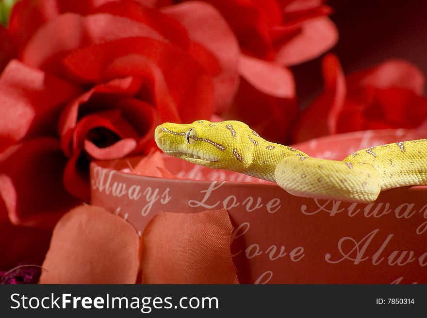 Snake In The Roses