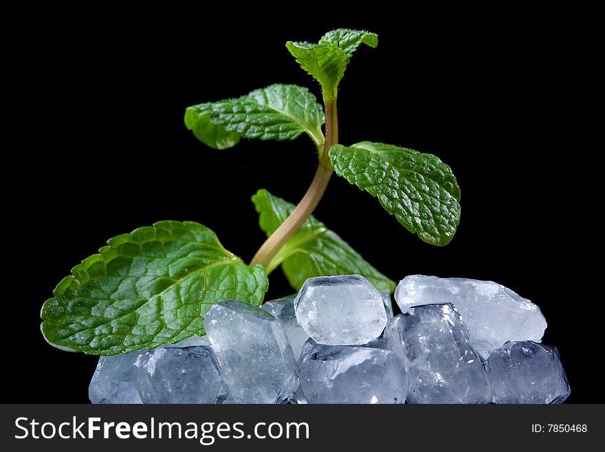 Fresh mint in the piece of ice. Fresh mint in the piece of ice