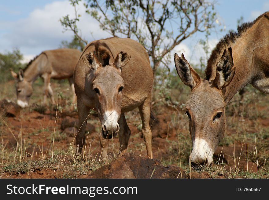 Donkeys grazing during the dry season in the Maasailand in Kenya