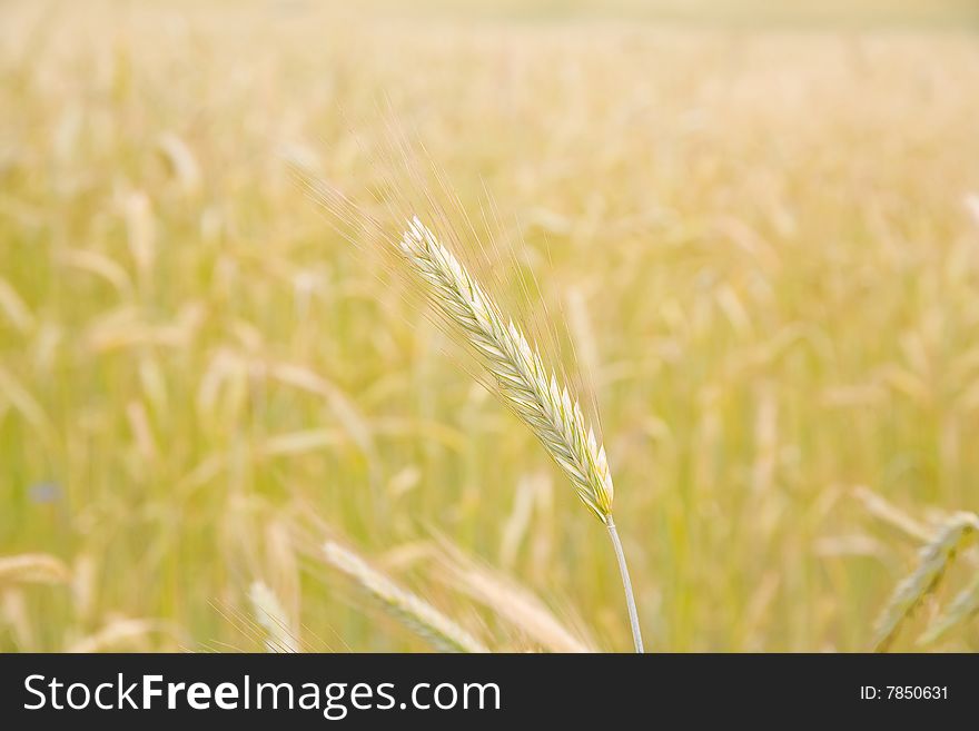 Single ear on the golden field background -closeup