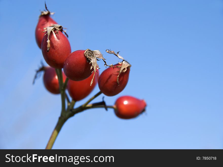 Berries(Field Rose)