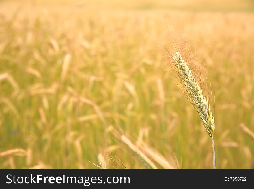 Single ear on the golden field background - closeup