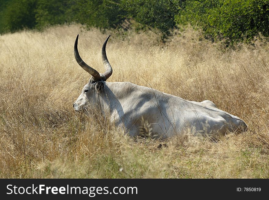 Ukrainian ox rests on the field