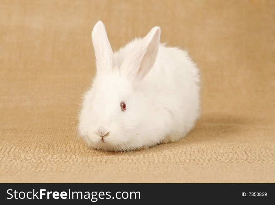 Easter bunny, young albino rabbit