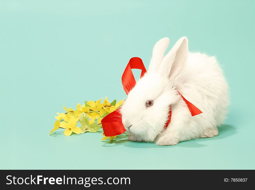 White rabbit from bow on green background