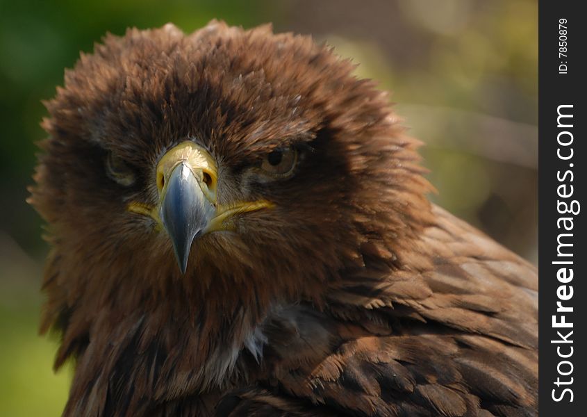 A young Buzzard, looking around for just exactly what to do next. A young Buzzard, looking around for just exactly what to do next