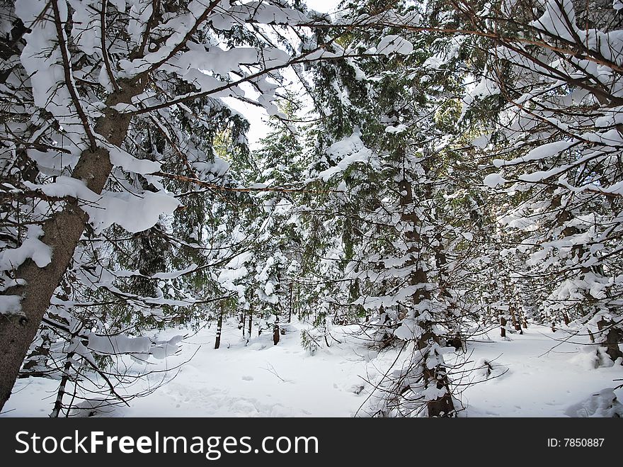 Snow on branches in a winter forest