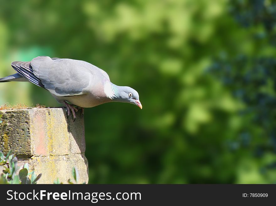 European wood pigeon prepares to fly against green woodland background. European wood pigeon prepares to fly against green woodland background