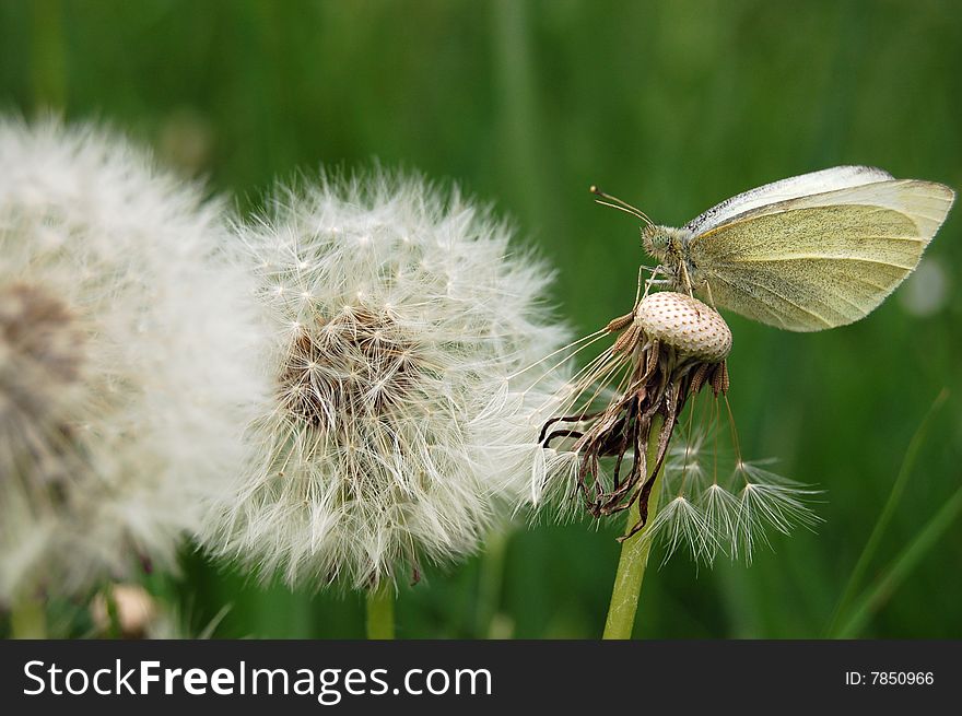 Alight butterfly. Meadow with dandelions in the spring. Alight butterfly. Meadow with dandelions in the spring.