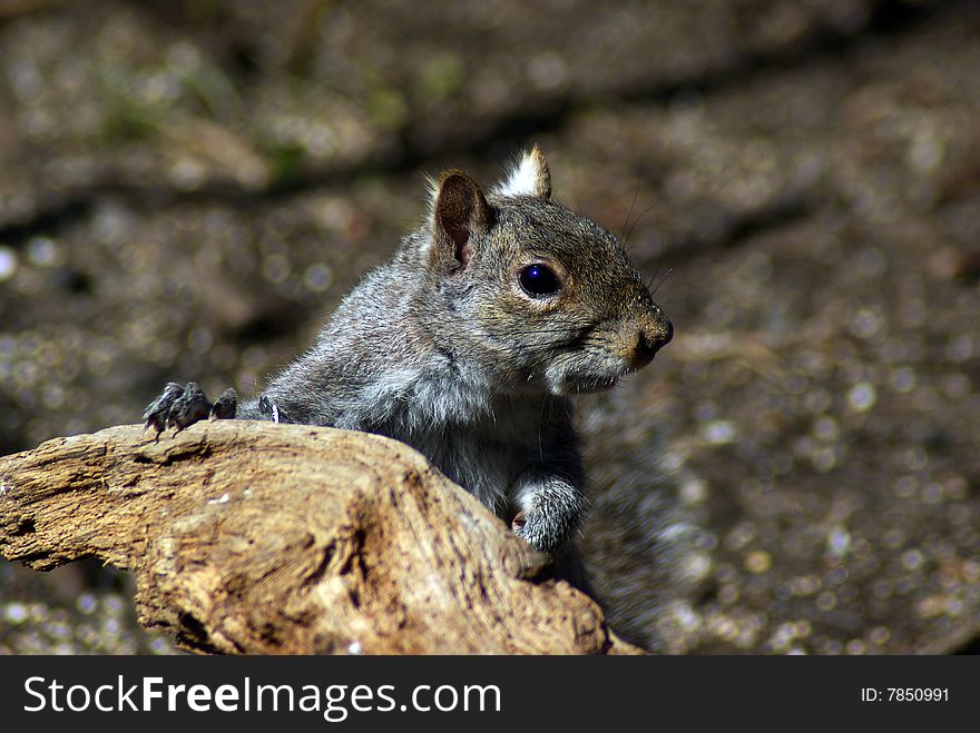 Eastern gray squirrel looking out from behind a stump