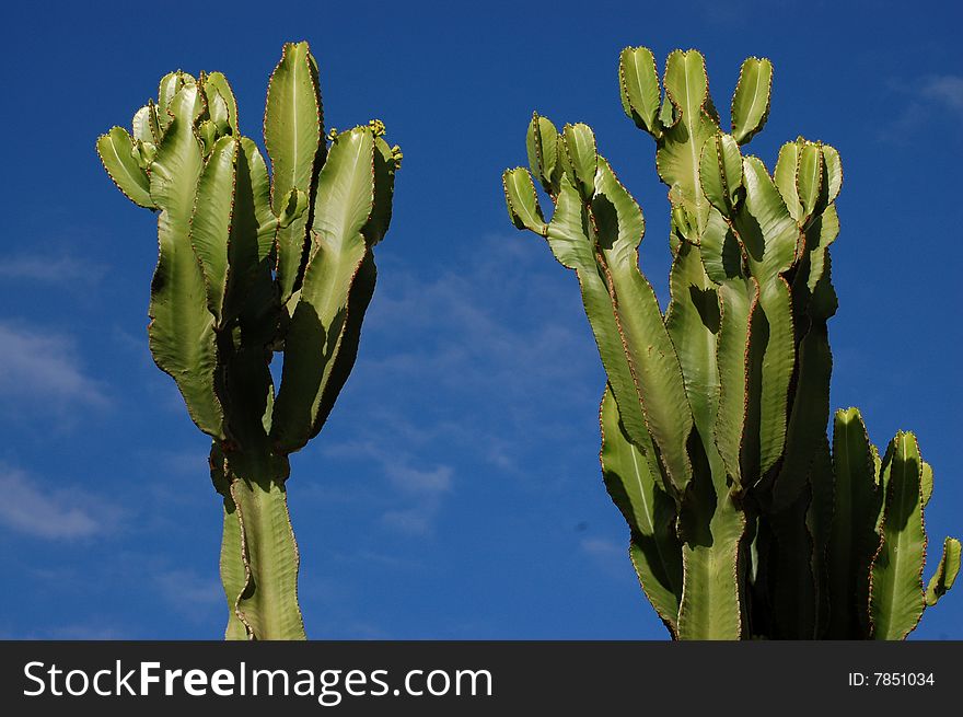 Cactus with sky background in Africa