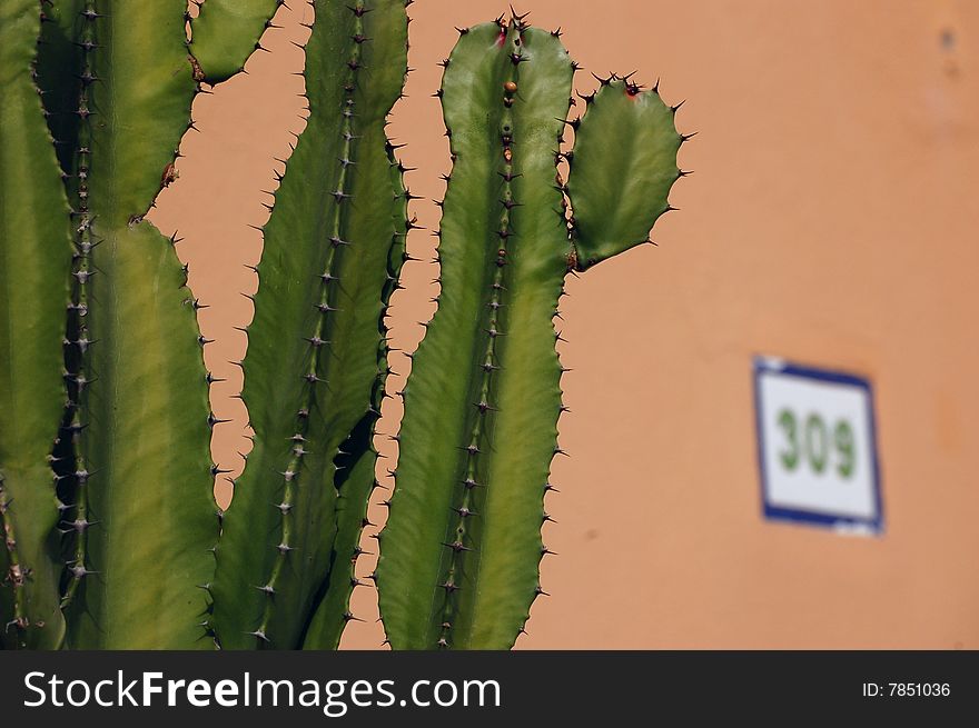 Cactus with house background. Summer time. Cactus with house background. Summer time.