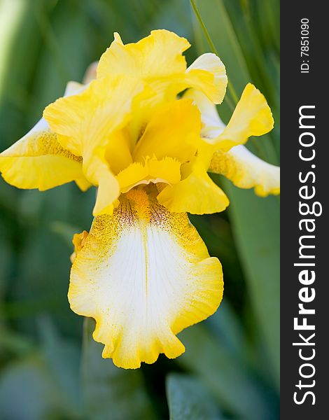 Yellow Bearded Iris Against Green Leaves