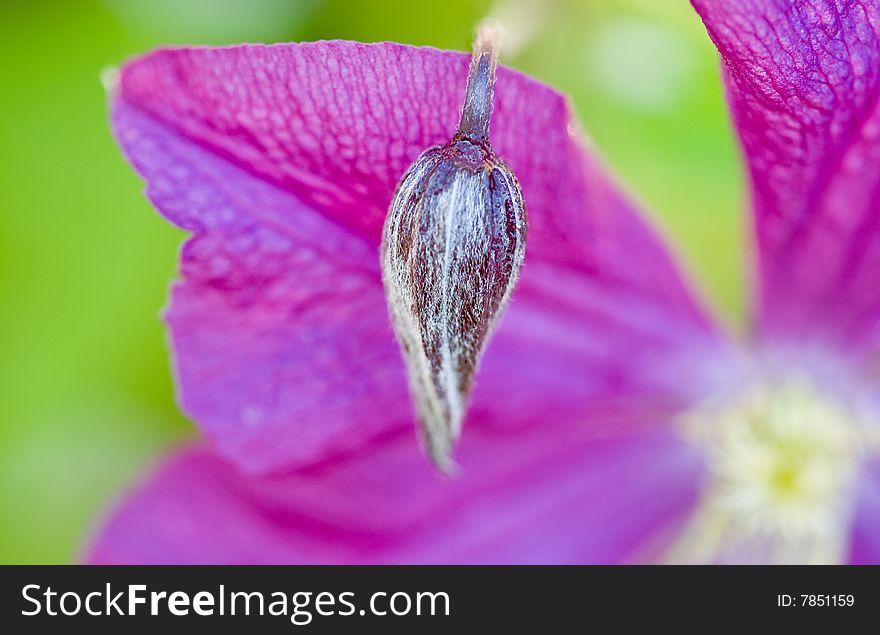 Clematis Bud in the Early Morning